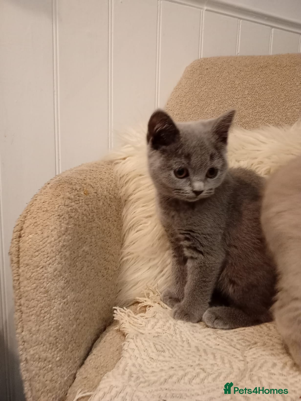 British Shorthair cats Gccf British short hair kittens ready to leave - Advert 2