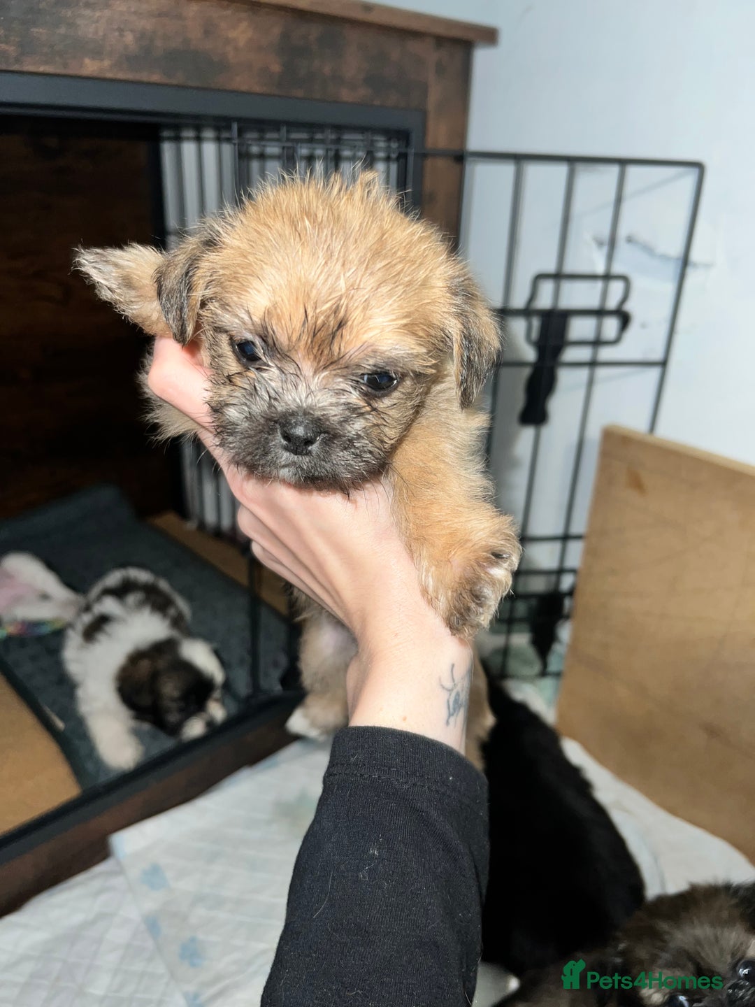 Zuchon dogs for sale: Shihzu x Bichon x Westie - Image 15