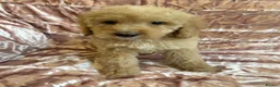 Goldendoodle dogs for sale: Beautiful doodles looking for forever homes - Advert 11