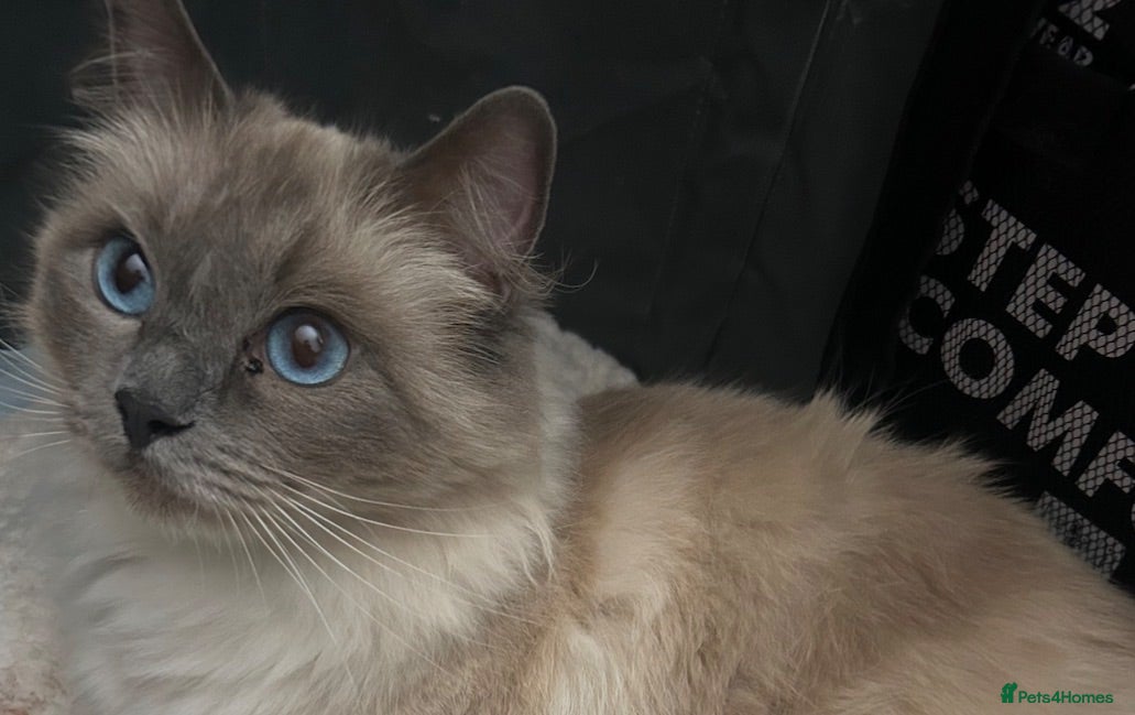 Ragdoll cats Ragdoll kittens - Ready to leave - Advert 18