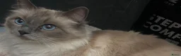 Ragdoll cats for sale: Ragdoll kittens - Ready to leave - Advert 1