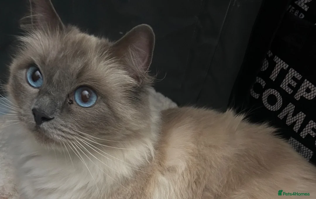 Ragdoll cats for sale: Ragdoll kittens - Ready to leave - Advert 1