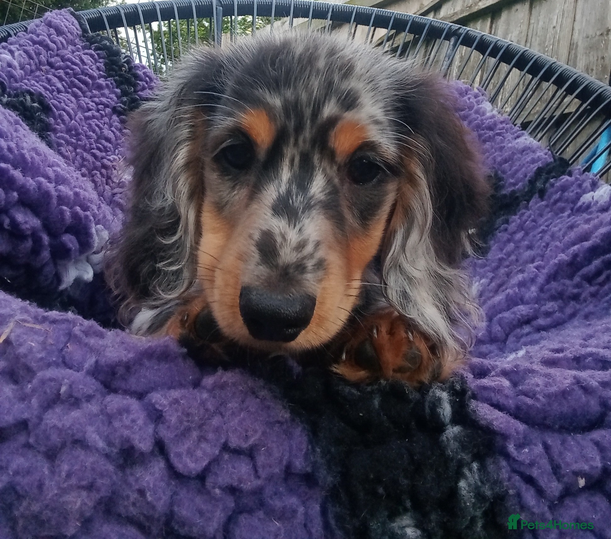 Miniature Dachshund dogs Reduced Long hair dapple 1 boy fully vaccinated - Advert 1