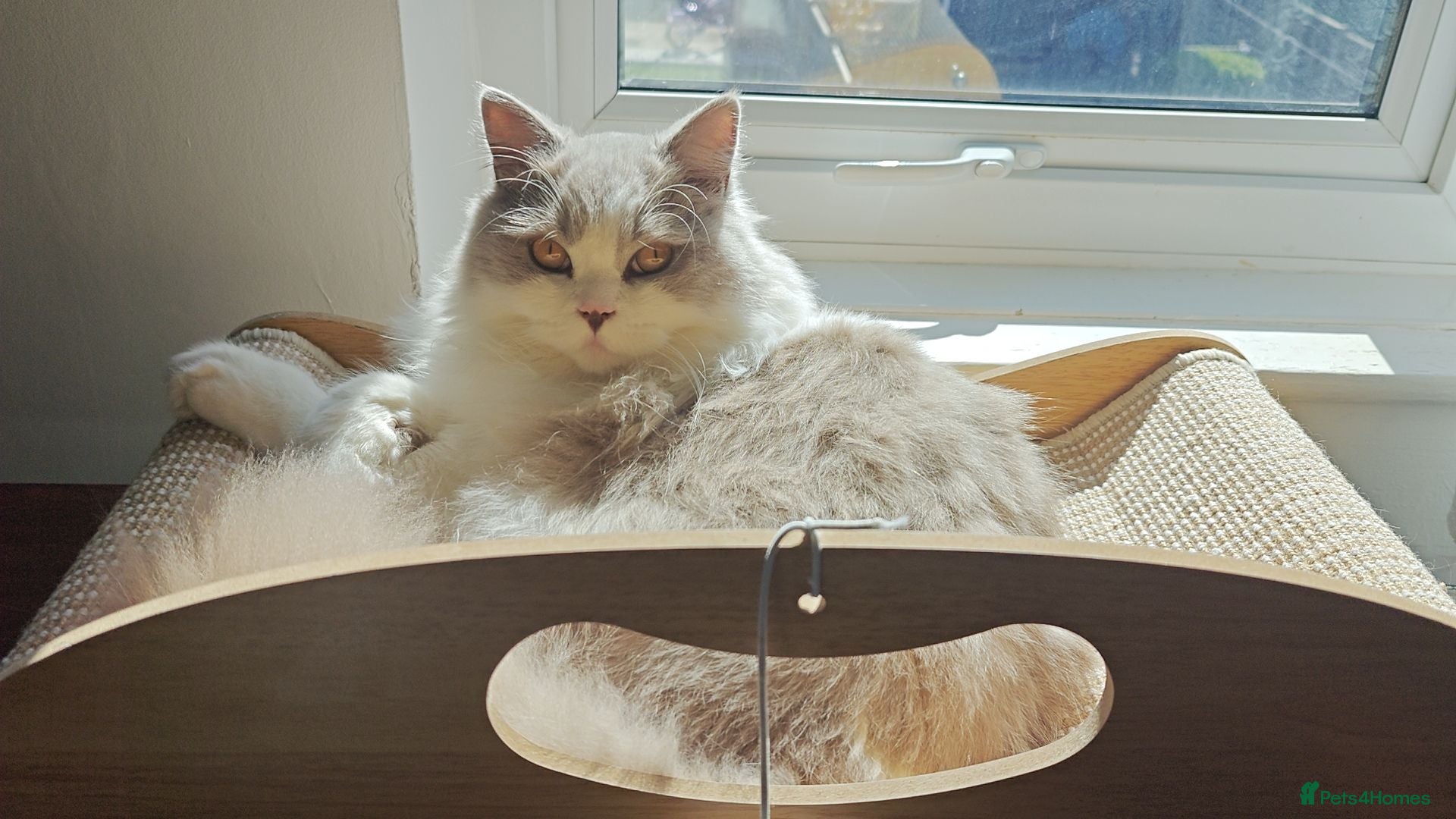 British Longhair cats Lilac & White Bicolour British Longhair  - Advert 15