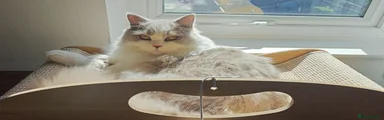 Lilac & White Bicolour British Longhair 
