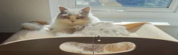 British Longhair cats for sale: Lilac & White Bicolour British Longhair  - Advert 1