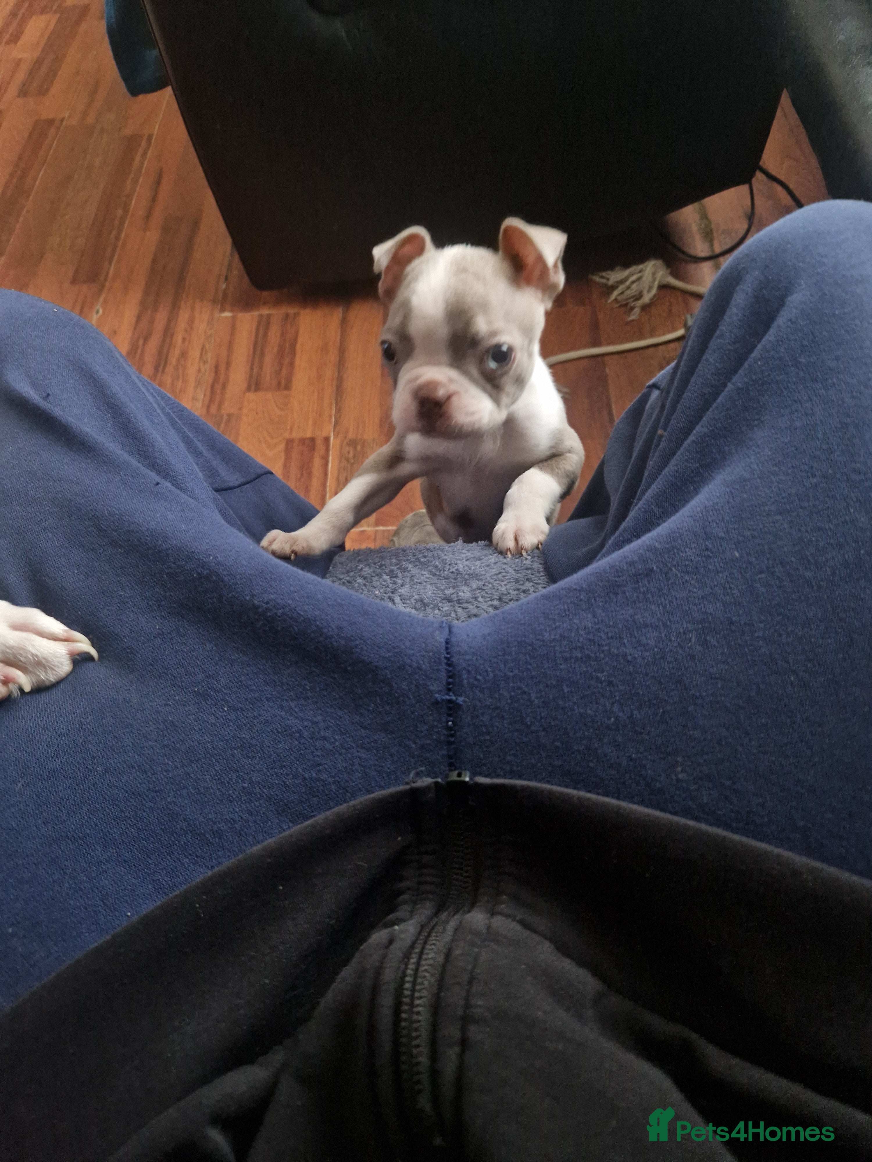 Boston Terrier dogs Stunning KC Champagne boston bitch for sale  - Advert 3