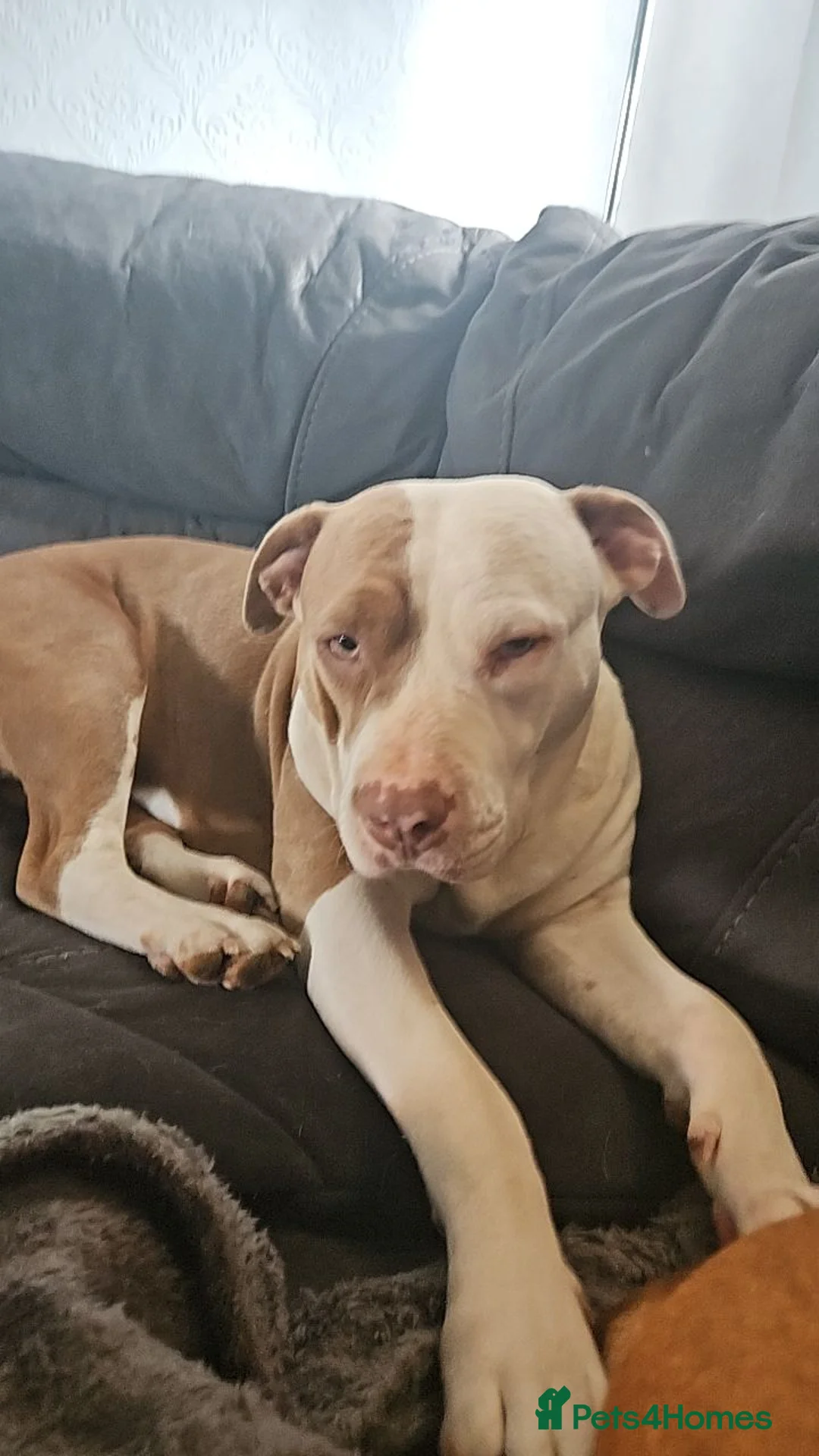 Mixed Breed dogs for sale: Stunning litter of 7 - Advert 10