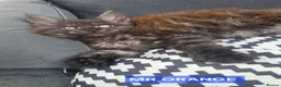 Maine Coon cats for sale: 3 Beautiful Maine coons  - Advert 18