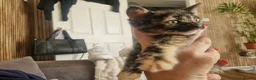 Domestic Shorthair cats for sale: Kittens for sale  - Advert 14