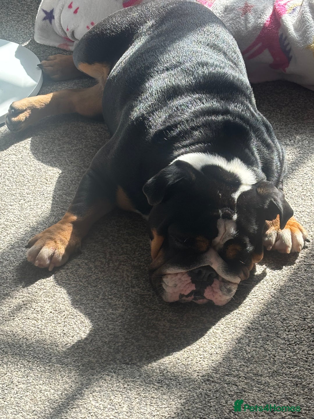 English Bulldog dogs for sale: English bulldog bitch please read description - Image 2