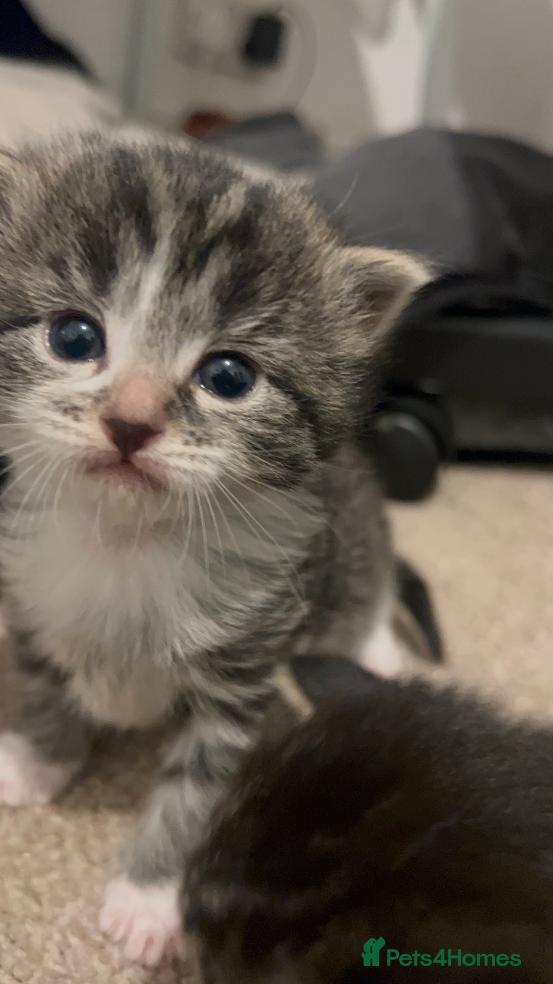 Mixed Breed cats for sale: 4 beautiful kittens 2 female 2 male - Advert 15