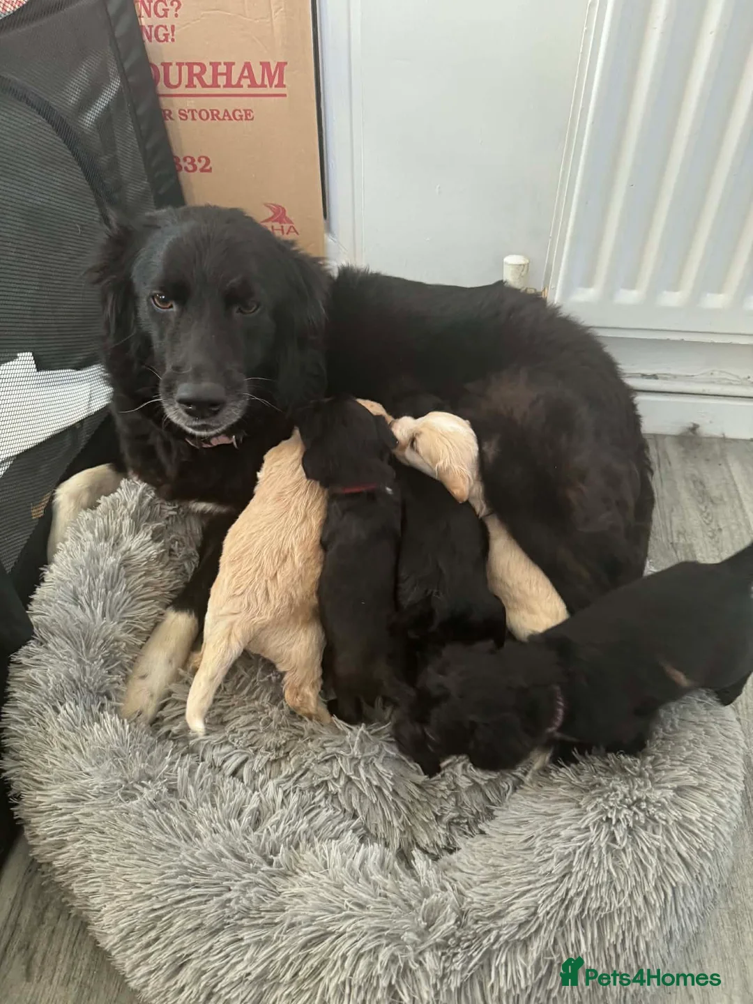Mixed Breed dogs for sale: Beautiful pups - Advert 7