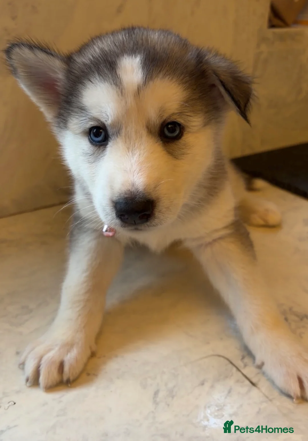 Shepsky dogs for sale: Northern innuit puppies - Advert 21