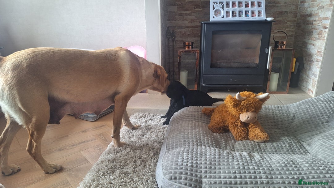 Labradoodle dogs for sale: Labradoodles x2 boys. Alloa - Image 16