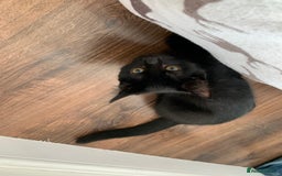 Bombay cats for sale: Kittens - Advert 12