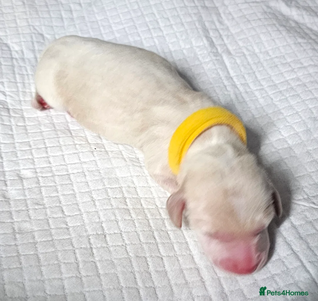 Miniature Dachshund dogs for sale: ⭐️⭐️⭐️⭐️⭐️ CREAM INTENSITY MINIDACHSHUND KCREG🐾❤️ - Advert 30