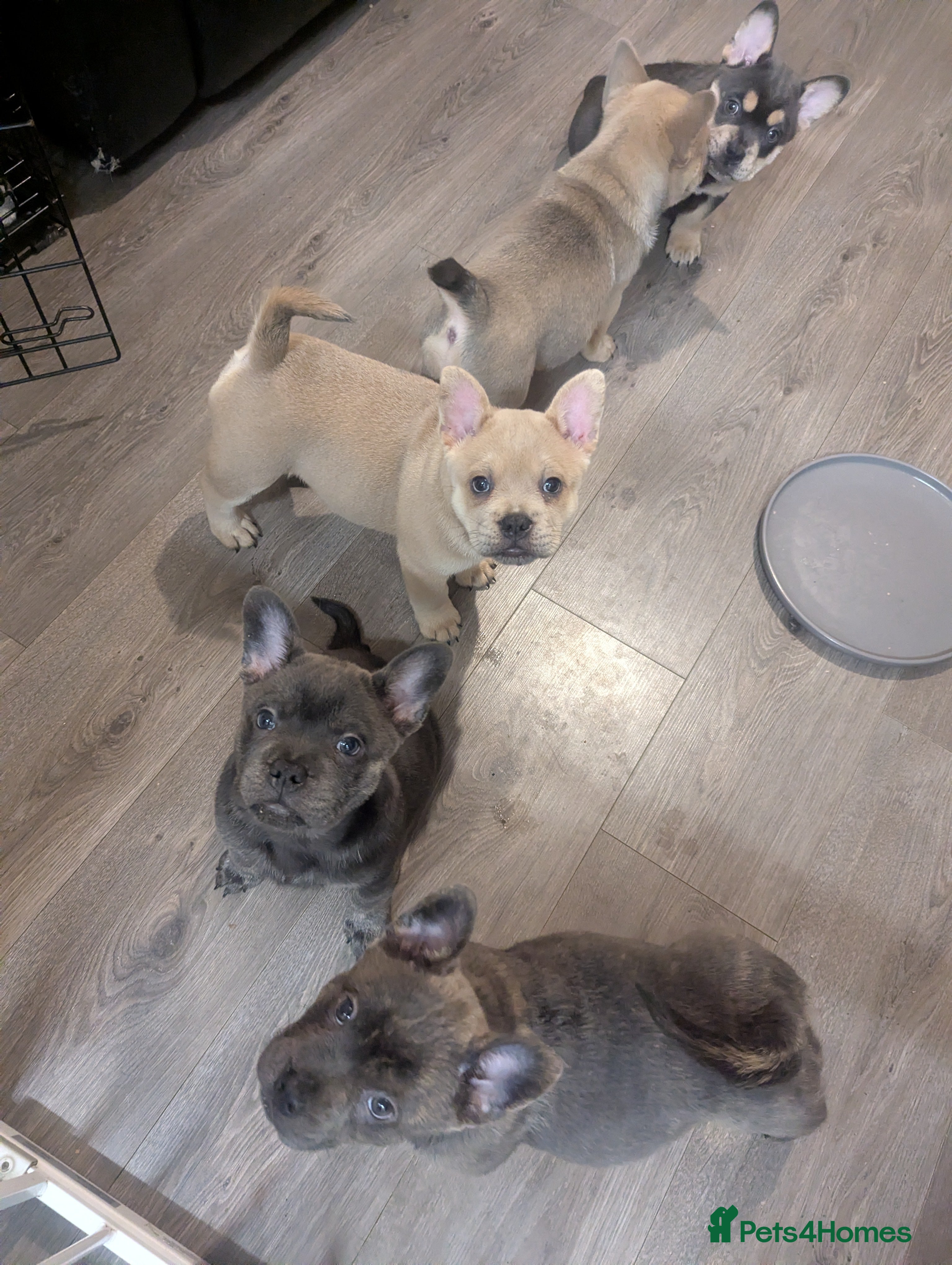 Mixed Breed dogs 5 adorable Frow Frow puppies remaining. - Advert 9