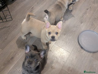 Mixed Breed dogs 5 adorable Frow Frow puppies remaining. - Advert 7