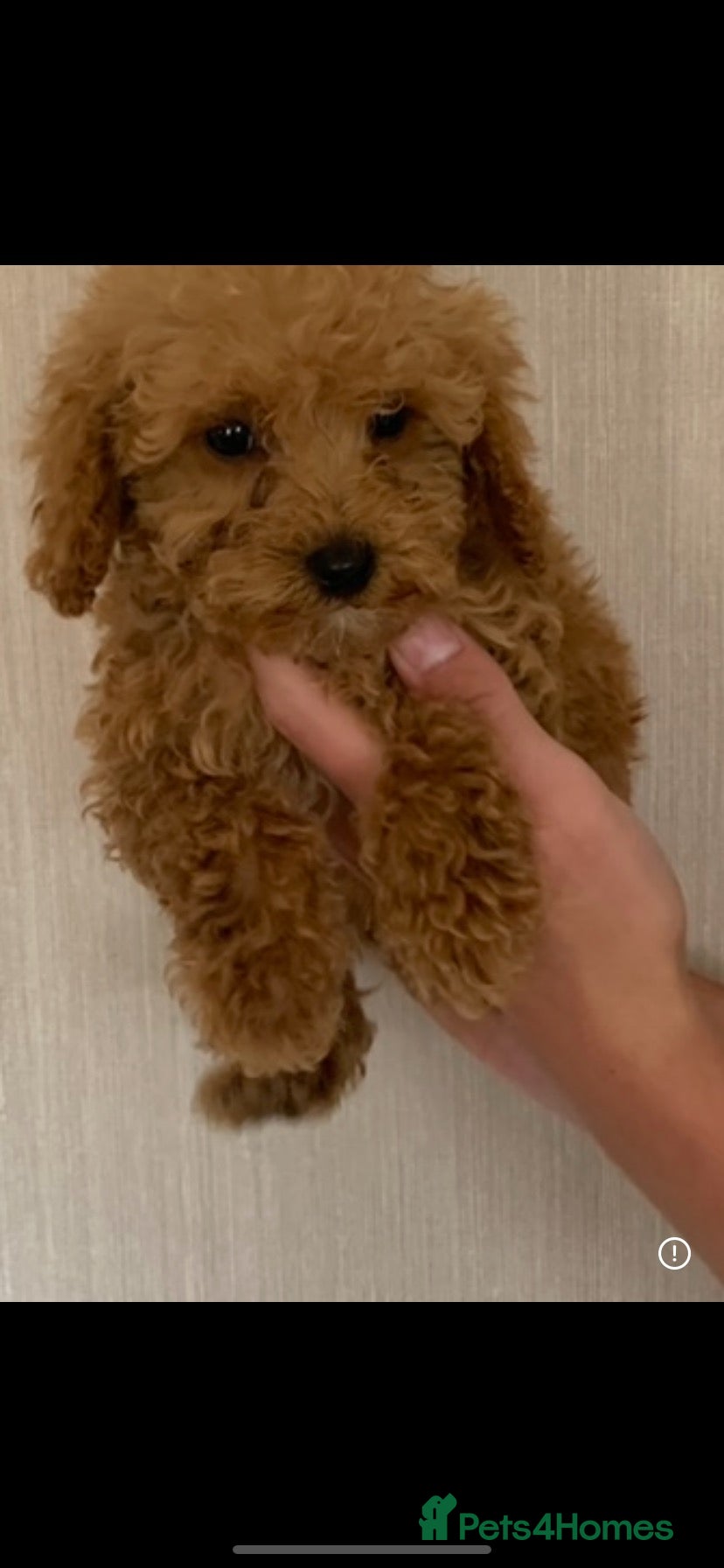 Miniature Poodle dogs Kc Reg Red Miniature Poodles Available Now - Advert 2
