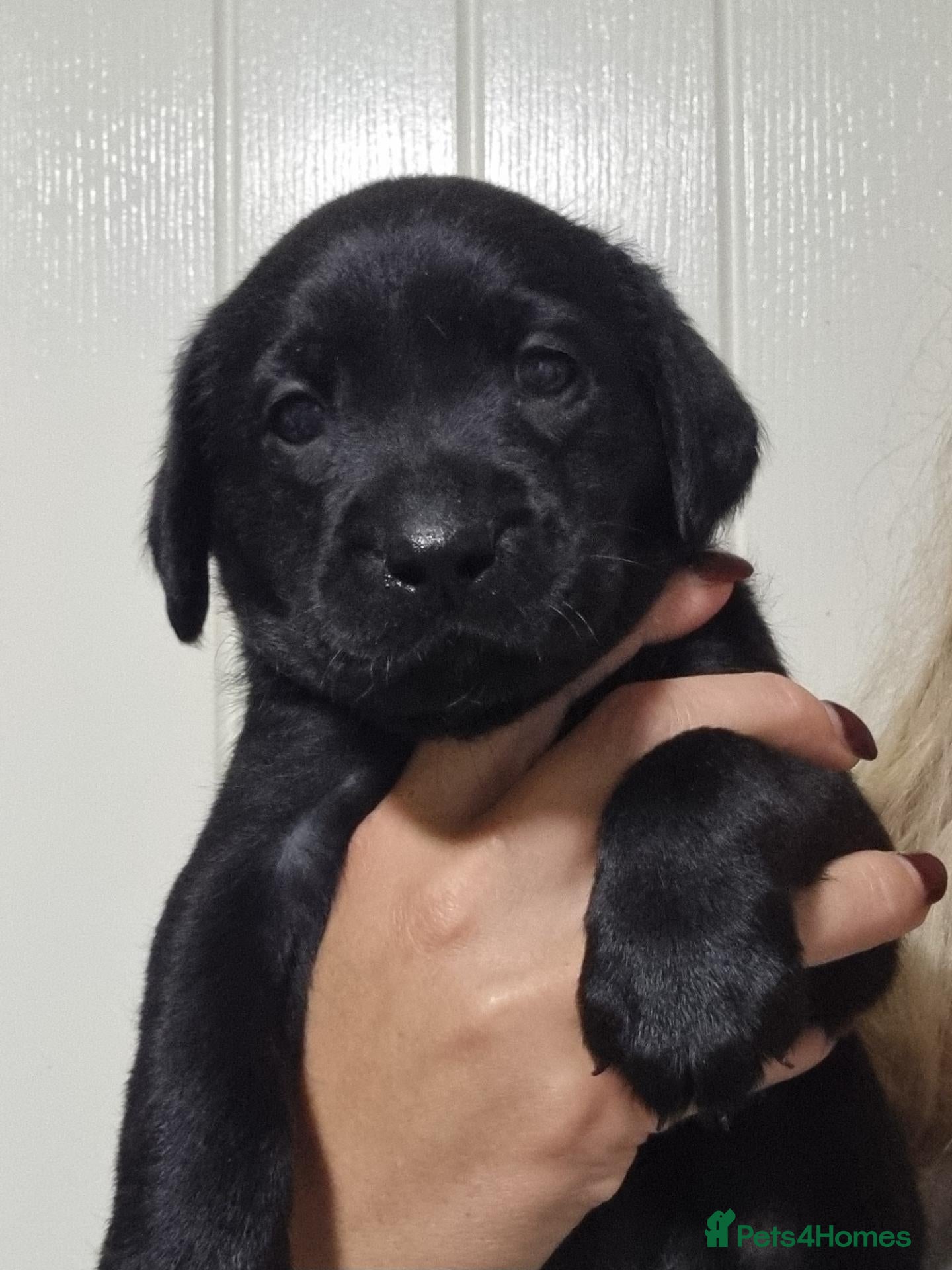 Labrador Retriever dogs LAST BOY FROM FULLY HEALTHTESTED PARENTS HIPS&E0/0 - Advert 5