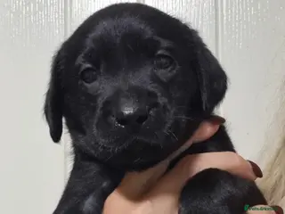 Labrador Retriever dogs LAST BOY FROM FULLY HEALTHTESTED PARENTS HIPS&E0/0 - Advert 5