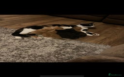 Mixed Breed cats for sale: 3 Male kittens  - Image 13