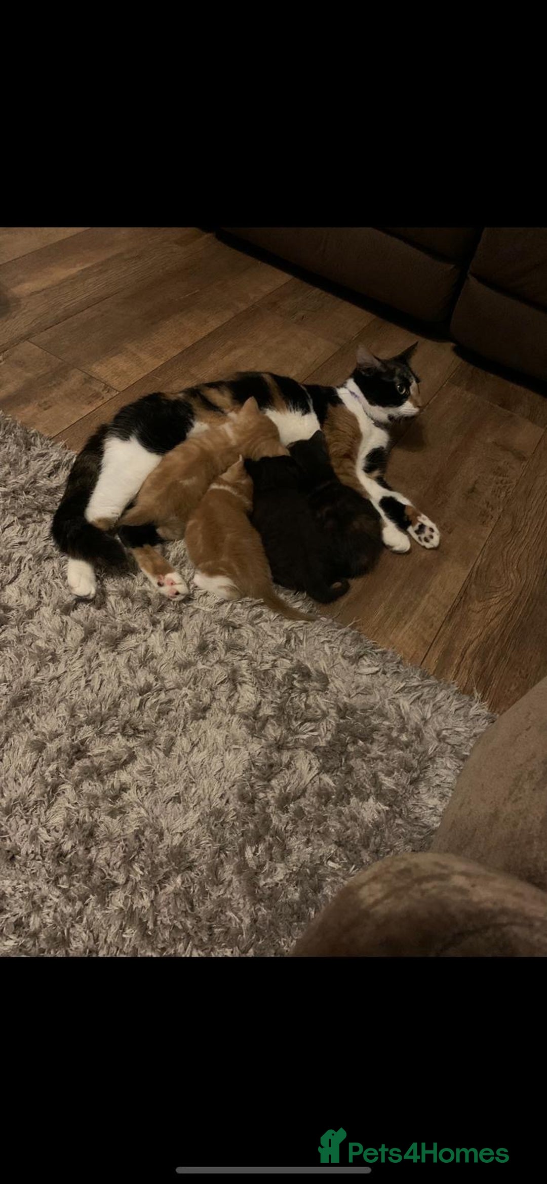Mixed Breed cats for sale: 3 Male kittens  - Image 13