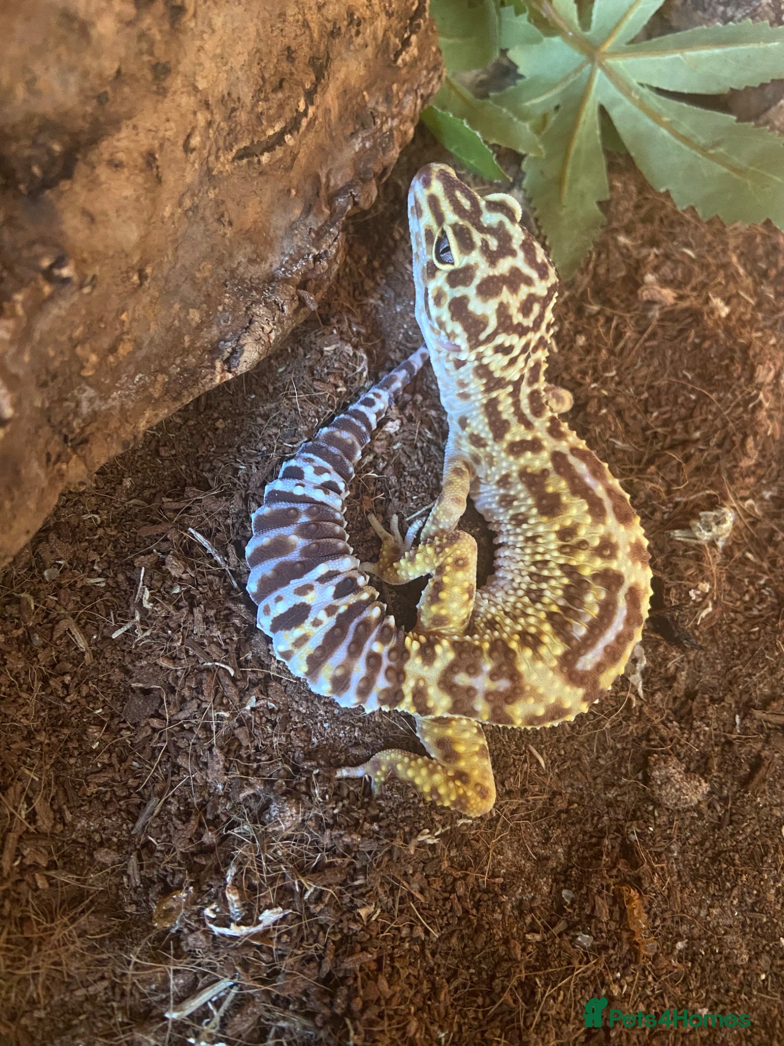 Gecko reptiles for sale: 2 leopard geckos with tanks and full set ups - Advert 4
