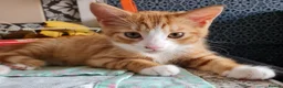 Mixed Breed cats for sale: Kittens - Advert 4