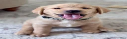 Labrador Retriever dogs for sale: Chunky yellow Labrador pups  - Advert 15