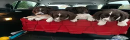 English Springer Spaniel dogs for sale: **Ready to leave** - Advert 10