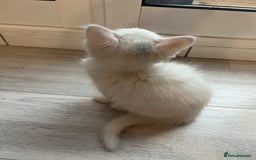 Turkish Angora cats for sale: cute white kittens - Image 7