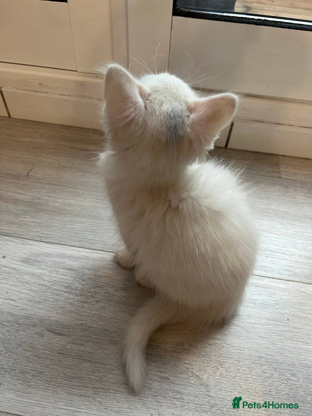 Turkish Angora cats for sale: cute white kittens - Image 7
