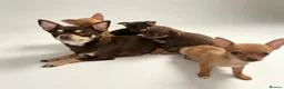 Chihuahua dogs for sale: KC Registered Chihuahua Puppies - Advert 1