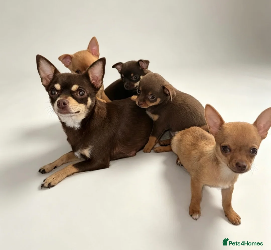 Chihuahua dogs for sale: KC Registered Chihuahua Puppies - Advert 1