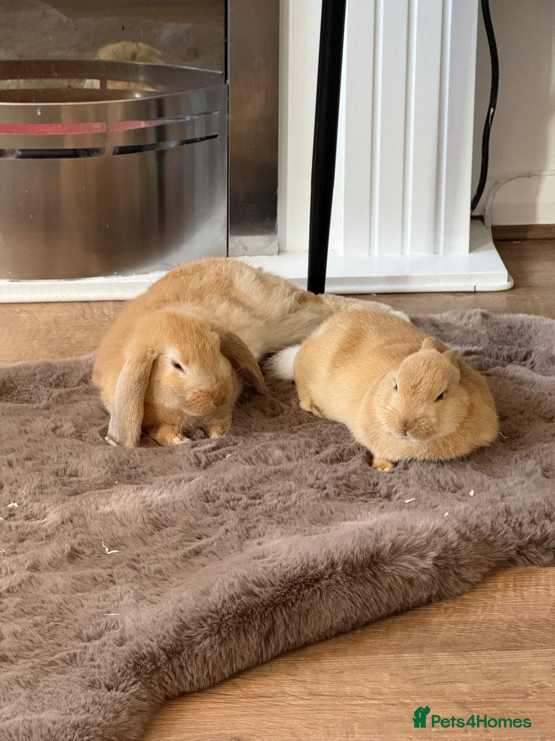 Mini Lop rabbits for sale: 2 Adorable Baby Lop Rabbits for Sale - Advert 3