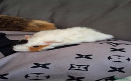 Guinea Pig rodents for sale: 4 baby girl guinea pigs and 1 boy - Image 7