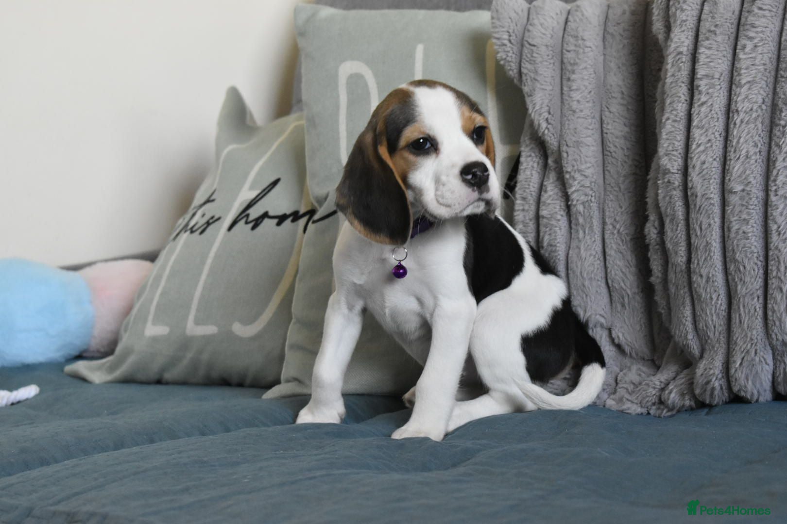 Beagle dogs Beautiful beagle puppies  - Advert 16