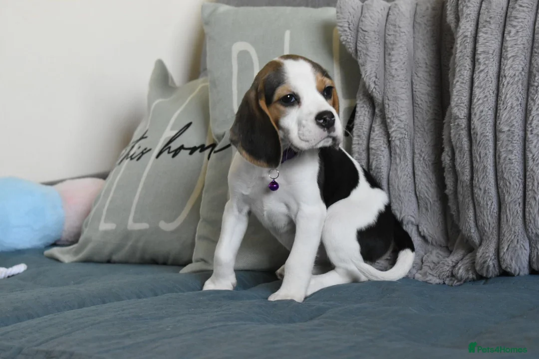 Beagle dogs for sale: Beautiful beagle puppies  - Advert 1