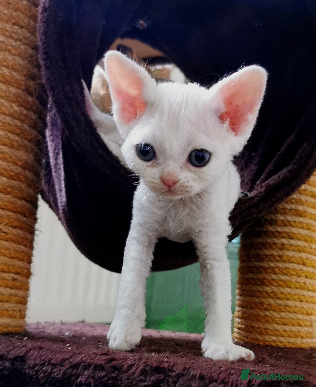 Devon Rex cats for sale: Devon Rex kittens GCCF registered  - Image 4