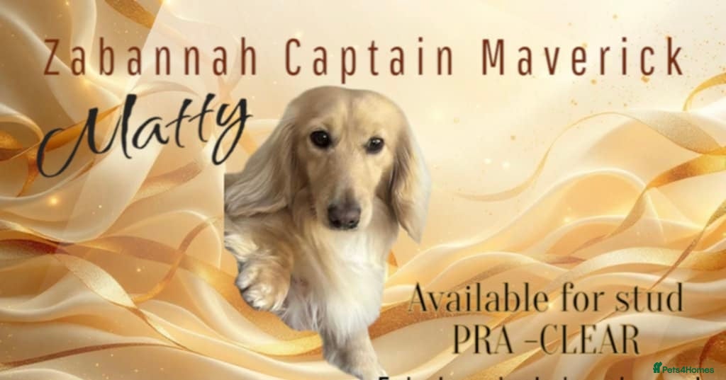 Miniature Dachshund dogs Miniature Longhaired Dachshund Pure cream STUD - Advert 9