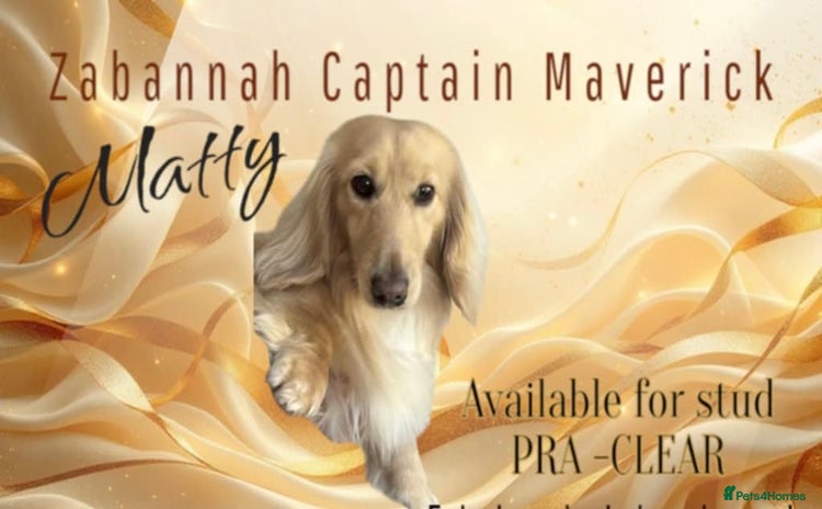 Miniature Dachshund dogs - Advert 6