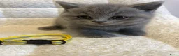 British Shorthair cats for sale: 6 beautiful British shorthair kittens, READY NOW* - Advert 25