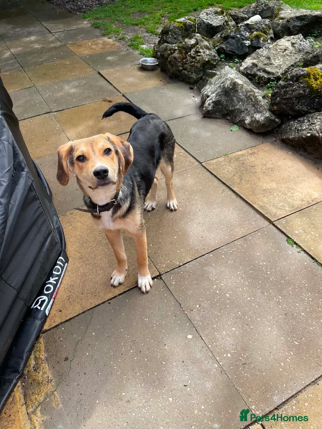 Mixed Breed dogs for adoption: Quinn is 6 months Macedonian rescue  - Advert 4