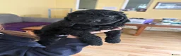 Sproodle dogs for sale: Gorgeous sproodles for sale  - Advert 3