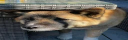 Akita dogs for sale: Akita in Leeds - Advert 5