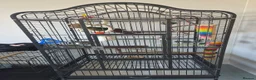 Parrots birds for sale:  Female Australian king parrot with set up - Advert 5
