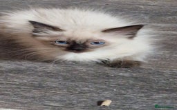 Ragdoll cats for sale: Fully vaccinated Ragdoll kittens ready now - Image 17