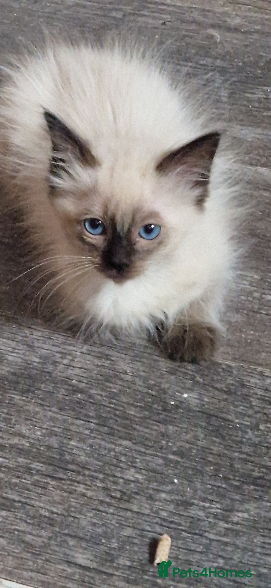 Ragdoll cats for sale: Fully vaccinated Ragdoll kittens ready now - Image 17